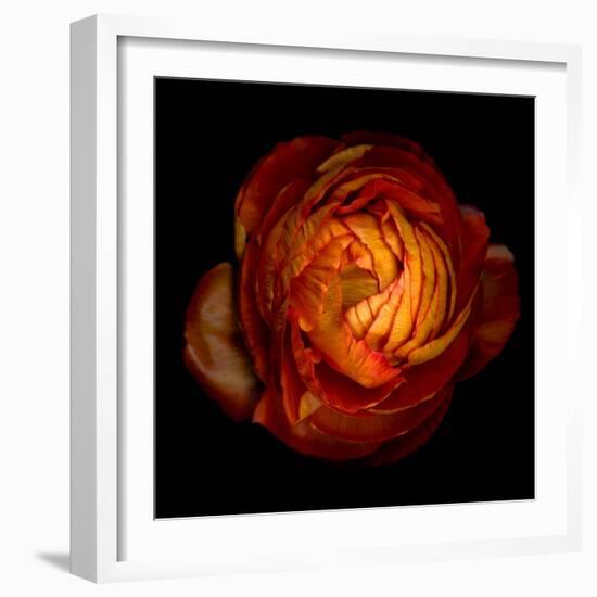 Ranunculus Orange 12-Magda Indigo-Framed Photographic Print