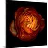 Ranunculus Orange 12-Magda Indigo-Mounted Photographic Print