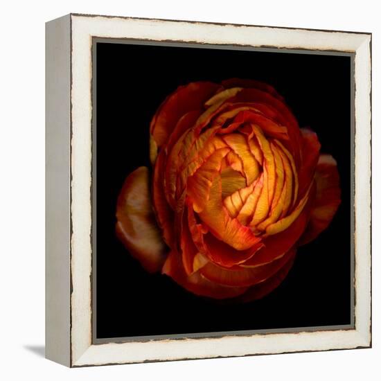 Ranunculus Orange 12-Magda Indigo-Framed Premier Image Canvas