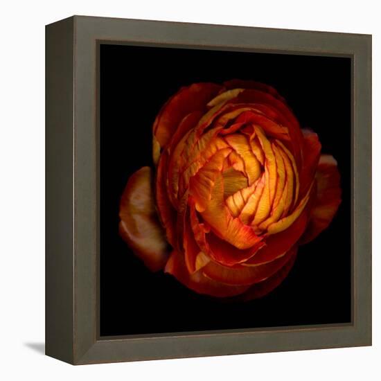 Ranunculus Orange 12-Magda Indigo-Framed Premier Image Canvas