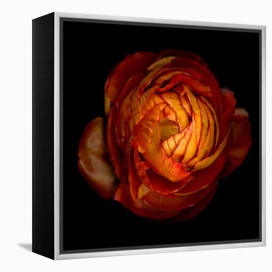 Ranunculus Orange 12-Magda Indigo-Framed Premier Image Canvas