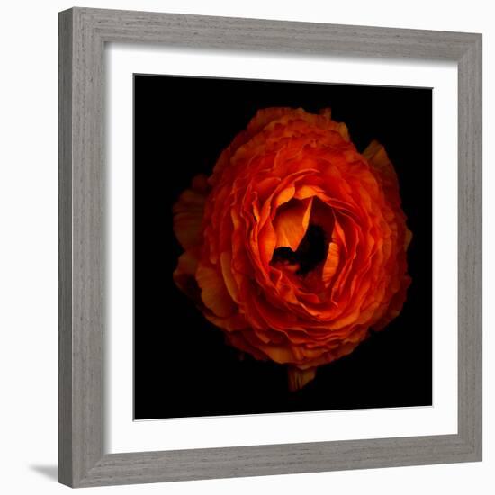 Ranunculus Orange 2-Magda Indigo-Framed Photographic Print