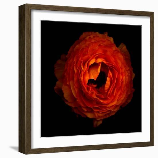 Ranunculus Orange 2-Magda Indigo-Framed Photographic Print