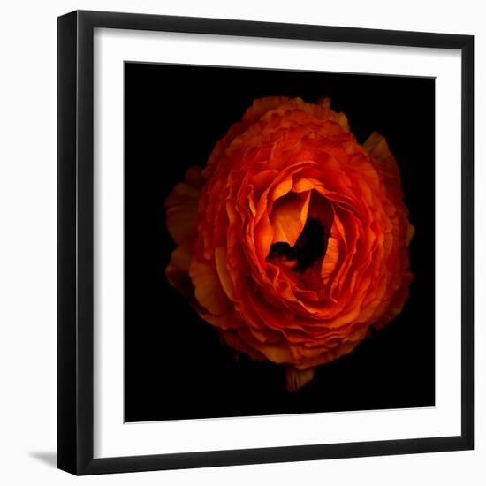 Ranunculus Orange 2-Magda Indigo-Framed Photographic Print