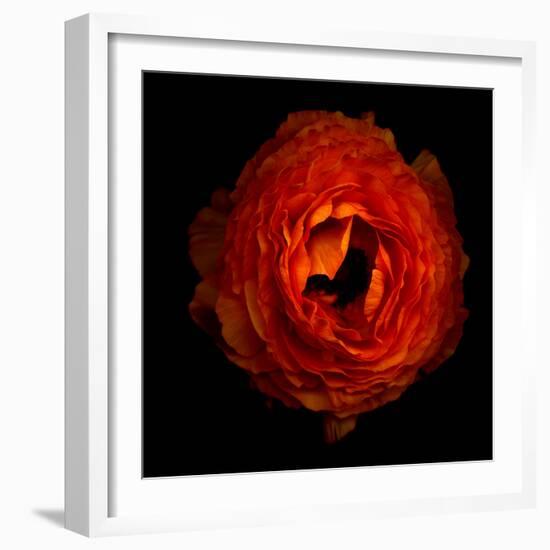 Ranunculus Orange 2-Magda Indigo-Framed Photographic Print