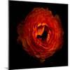 Ranunculus Orange 2-Magda Indigo-Mounted Photographic Print