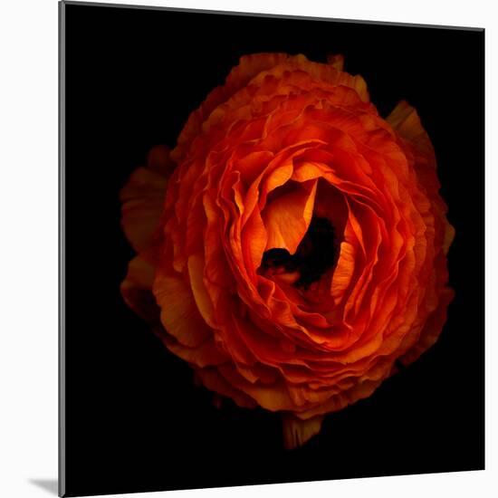 Ranunculus Orange 2-Magda Indigo-Mounted Photographic Print