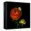 Ranunculus Orange-Magda Indigo-Framed Premier Image Canvas