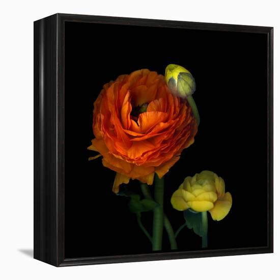 Ranunculus Orange-Magda Indigo-Framed Premier Image Canvas