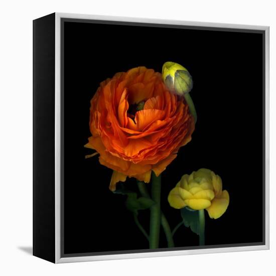 Ranunculus Orange-Magda Indigo-Framed Premier Image Canvas