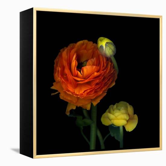 Ranunculus Orange-Magda Indigo-Framed Premier Image Canvas