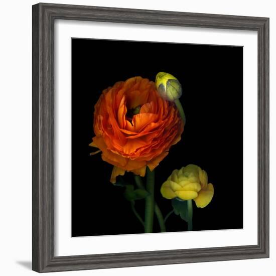 Ranunculus Orange-Magda Indigo-Framed Photographic Print
