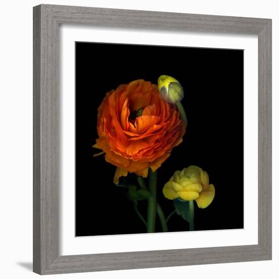 Ranunculus Orange-Magda Indigo-Framed Photographic Print