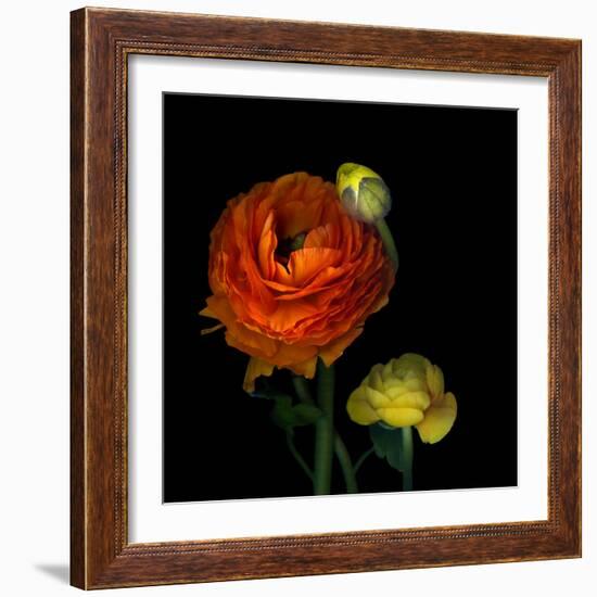 Ranunculus Orange-Magda Indigo-Framed Photographic Print