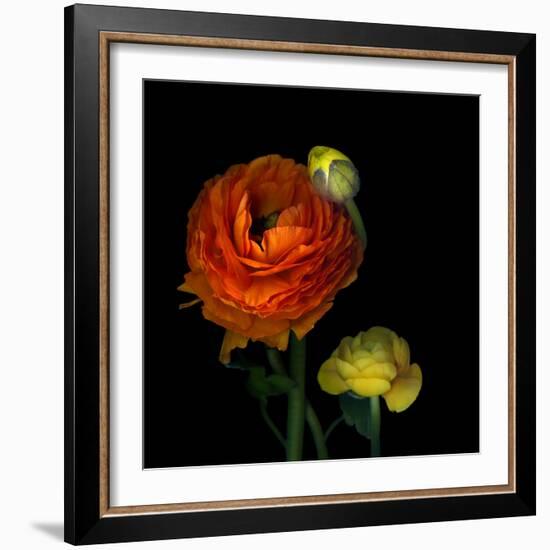 Ranunculus Orange-Magda Indigo-Framed Photographic Print