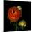 Ranunculus Orange-Magda Indigo-Mounted Photographic Print