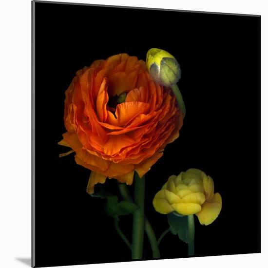 Ranunculus Orange-Magda Indigo-Mounted Photographic Print