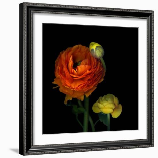 Ranunculus Orange-Magda Indigo-Framed Photographic Print