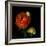 Ranunculus Orange-Magda Indigo-Framed Photographic Print