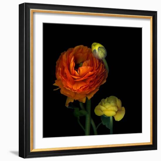 Ranunculus Orange-Magda Indigo-Framed Photographic Print