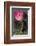Ranunculus Pink-null-Framed Premium Giclee Print