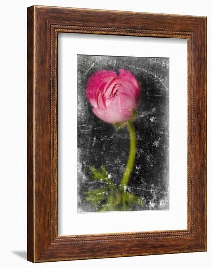 Ranunculus Pink-null-Framed Premium Giclee Print