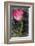 Ranunculus Pink-null-Framed Art Print