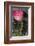 Ranunculus Pink-null-Framed Art Print