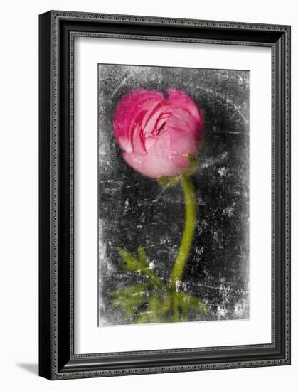 Ranunculus Pink-null-Framed Art Print