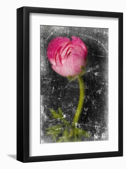 Ranunculus Pink-null-Framed Art Print