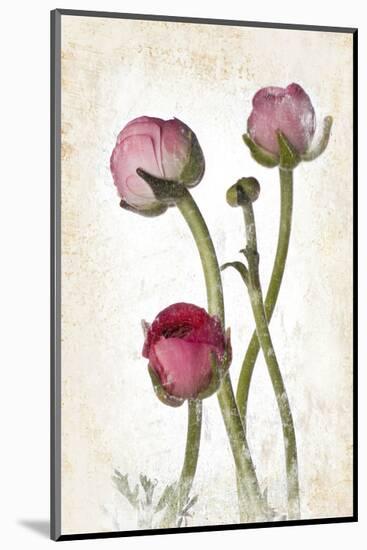 Ranunculus Pink-null-Mounted Art Print