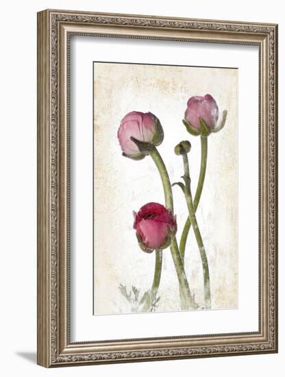 Ranunculus Pink-null-Framed Art Print