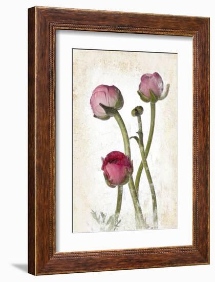 Ranunculus Pink-null-Framed Art Print