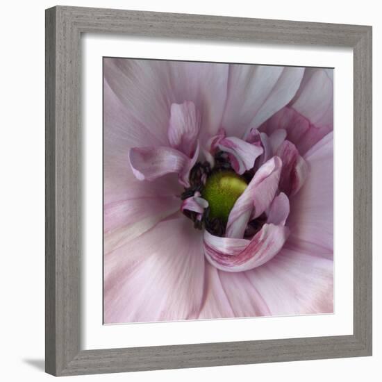 Ranunculus Pink-Magda Indigo-Framed Photographic Print