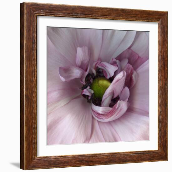 Ranunculus Pink-Magda Indigo-Framed Photographic Print