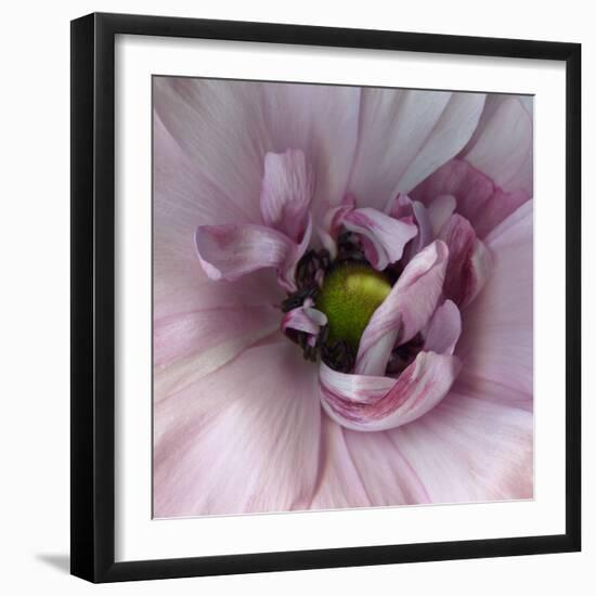 Ranunculus Pink-Magda Indigo-Framed Photographic Print