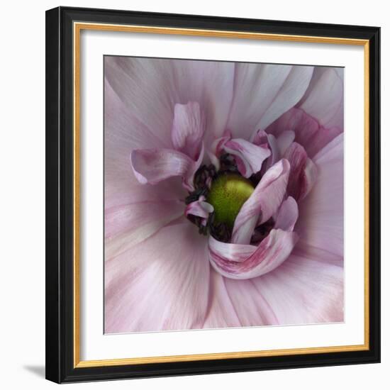 Ranunculus Pink-Magda Indigo-Framed Photographic Print