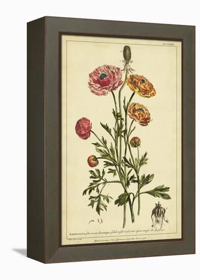 Ranunculus, Pl. CCXVI-Phillip Miller-Framed Stretched Canvas