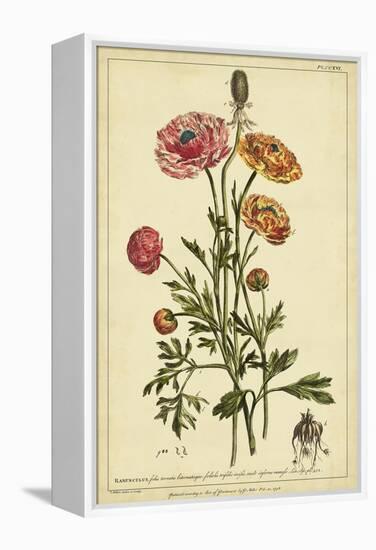 Ranunculus, Pl. CCXVI-Phillip Miller-Framed Stretched Canvas