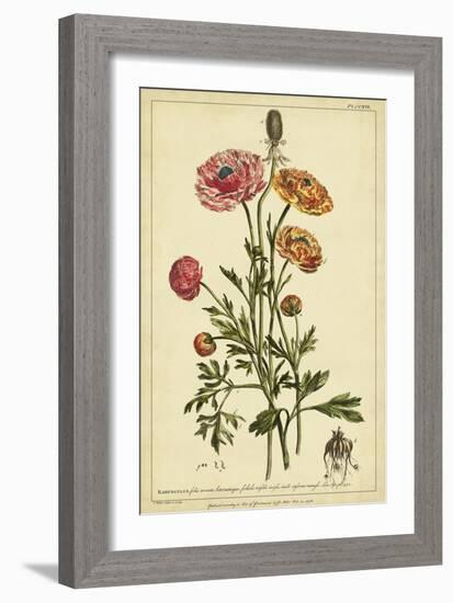 Ranunculus, Pl. CCXVI-Phillip Miller-Framed Art Print