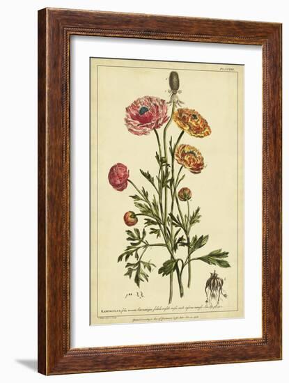 Ranunculus, Pl. CCXVI-Phillip Miller-Framed Art Print