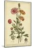 Ranunculus, Pl. CCXVI-Phillip Miller-Mounted Art Print