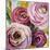 Ranunculus Rosa II-Lanie Loreth-Mounted Art Print