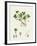 Ranunculus Tripartitus Three-Lobed Water-Crowfoot-null-Framed Giclee Print