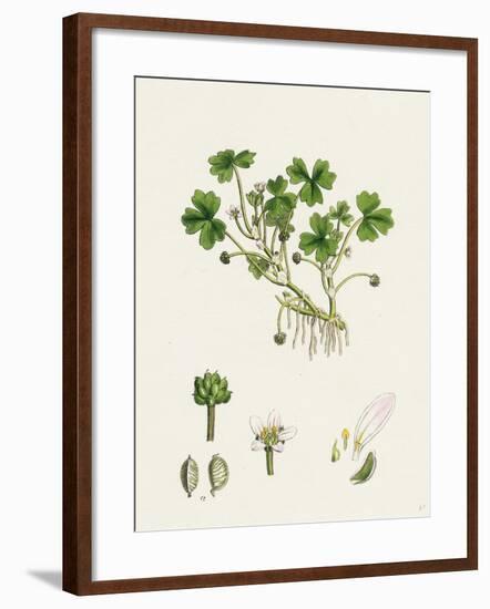 Ranunculus Tripartitus Three-Lobed Water-Crowfoot-null-Framed Giclee Print