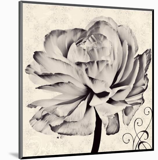 Ranunculus V-Christine Zalewski-Mounted Art Print