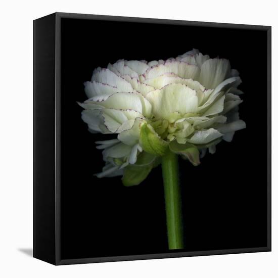 Ranunculus White-Magda Indigo-Framed Premier Image Canvas