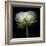 Ranunculus White-Magda Indigo-Framed Photographic Print