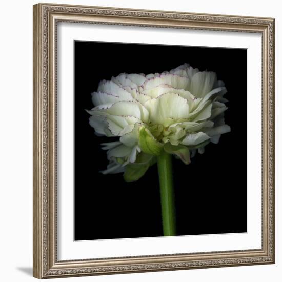 Ranunculus White-Magda Indigo-Framed Photographic Print