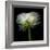 Ranunculus White-Magda Indigo-Framed Photographic Print